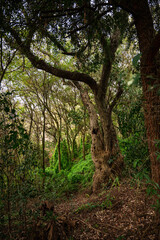 &aacute;rbol en el bosque