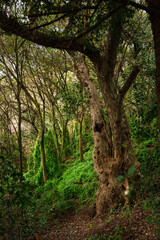 &aacute;rbol en el bosque