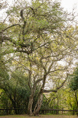 Fototapeta na wymiar árbol en el parque