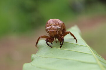 the outer skin of the cricket that perches on the leaf