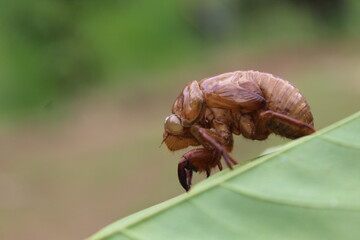 the outer skin of the cricket that perches on the leaf