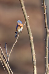 A male eastern bluebird resting amid thorny black locust branches