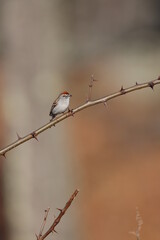 A chipping sparrow on a thorny black locust branch in springtime