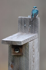 A pair of tree swallows taking over a bluebird box and demonstrating how their heads can turn to look directly behind their body