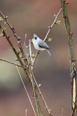 Eye contact with a tufted titmouse on a black locust tree in springtime