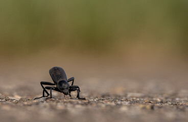 Large Beetle Walks Across Paved Tram Road