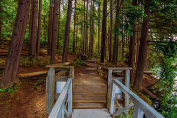 Tall trees guard access from bridge to Sasamat Loop forest trail in Belcarra Regional Park, BC.