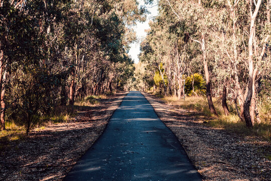 footpath in the gumtrees