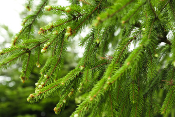 Green branches of beautiful conifer tree with small cones outdoors, closeup