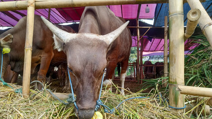 Cattle, cows ( sapi ) in animal markets to prepare sacrifices on Eid al-Adha. cows for qurban eid...