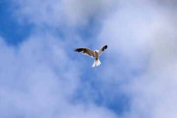 White tailed kite in flight