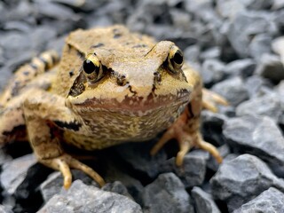 bufo