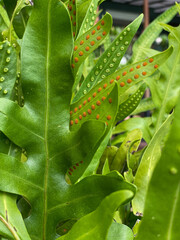 leaves of a plant