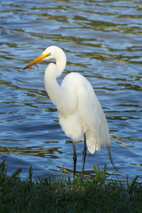 Garça pescando peixes no lago