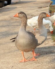 Ganço caminhando na calçada ao redor do lago