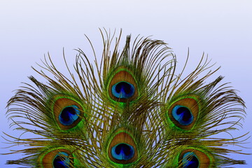 Fototapeta premium beautiful colorful peacock feather texture as background with text copy space