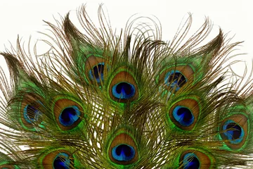 Keuken spatwand met foto beautiful colorful peacock feather texture as background with text copy space © gv image