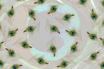 beautiful colorful peacock feather texture in blur background with text copy space