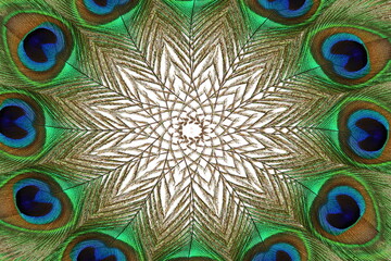 beautiful colorful peacock feather texture as background with text copy space