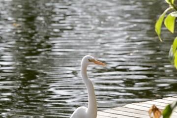 White egret, aquatic bird in the urban environment