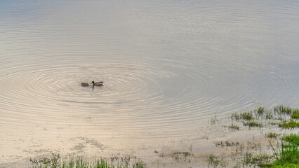 Fototapeta premium Concentric circles of love