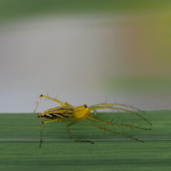 dragonfly on a leaf