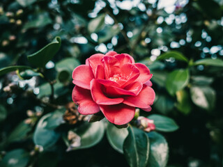 Red camellia