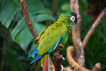 Parrot on the tree, Iguassu Falls