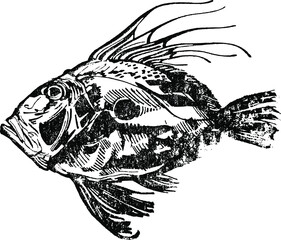 Obraz premium the vector sketch of a John Dory fish