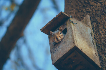 Wiewiórka wyglądająca z domku dla ptaków zawieszonym na drzewie - obrazy, fototapety, plakaty