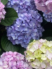 Beautiful hydrangeas on the street of Tokyo, lilac, pink, purple, violet, yellow, the transformation of colors are magnetic.  Year 2022 June 17th