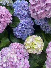 Beautiful hydrangeas on the street of Tokyo, lilac, pink, purple, violet, yellow, the transformation of colors are magnetic.  Year 2022 June 17th