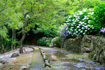 轟の滝公園の紫陽花　佐賀県嬉野市　Hydrangea in Todoroki Waterfall Park. Saga-ken Ureshino city.