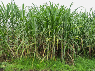 Sugarcane field with full grown crop, agricultural conditions in Indonesia