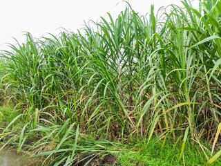 Sugarcane field with full grown crop, agricultural conditions in Indonesia