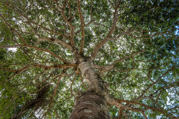 Fototapeta premium treetop