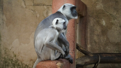 Hulman-Langur monkey sitting on a rock Close Up