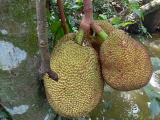 Jackfruit still hanging on the tree