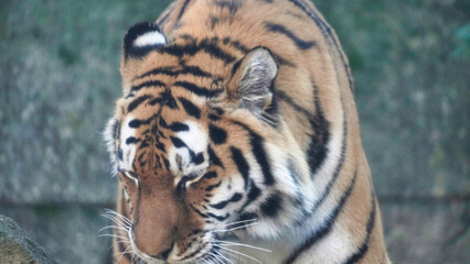 Fototapeta na wymiar Siberian Tiger Amurtiger in Hanover Germany