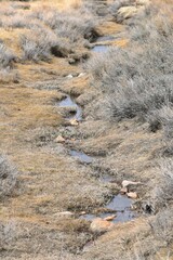 stream in the mountains