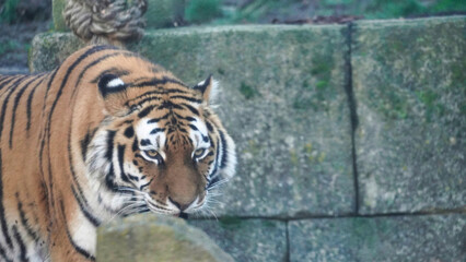 Siberian Tiger Amurtiger in Hanover Germany