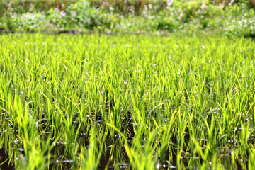 水を張った水田の広がる風景