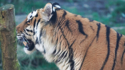Siberian Tiger Amurtiger in Hanover Germany