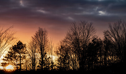 Fototapeta premium sunset in the forest