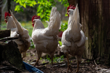Chickens in a Row