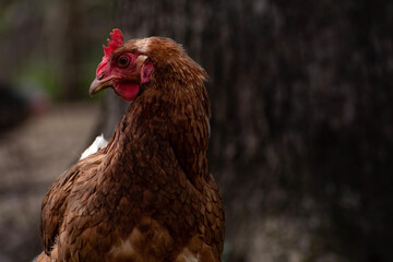 chicken
