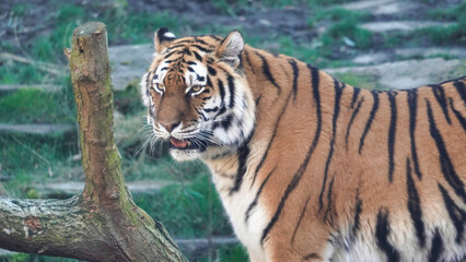 Obraz premium Siberian Tiger Amurtiger in Hanover Germany
