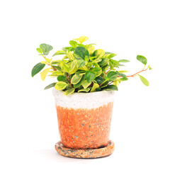 観葉植物、ペペロミア・グラベラの鉢植え【白背景】