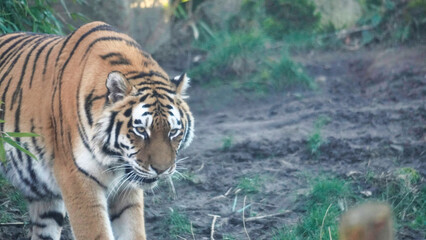 Siberian Tiger Amurtiger in Hanover Germany