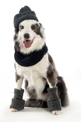 border collie dog sticking out tongue wearing a scarf and gaiters for winter